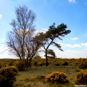 RAF Beaulieu And New Forest