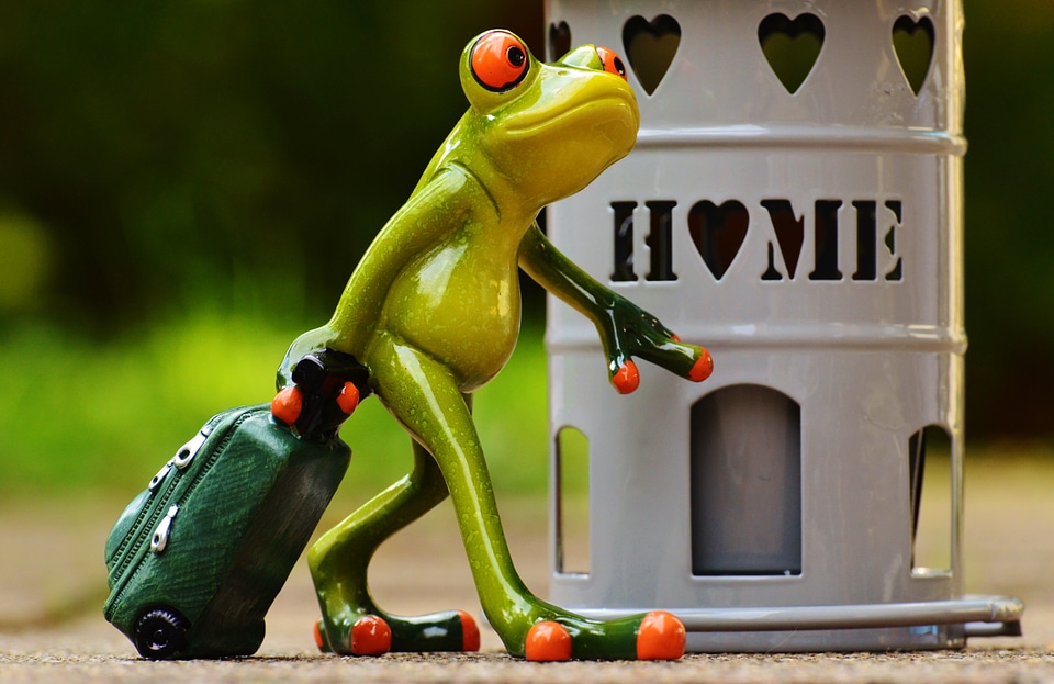 Frog cute decoration