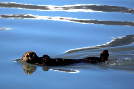 Sea Otter photo