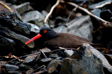 Black Oyster Catcher photo