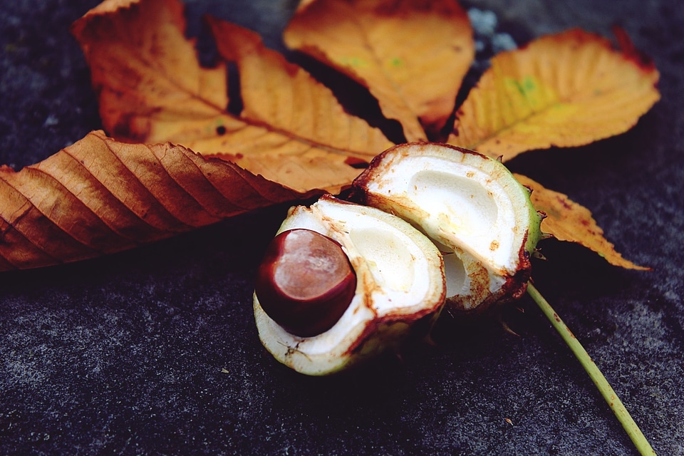 Foliage leaf coloring chestnut