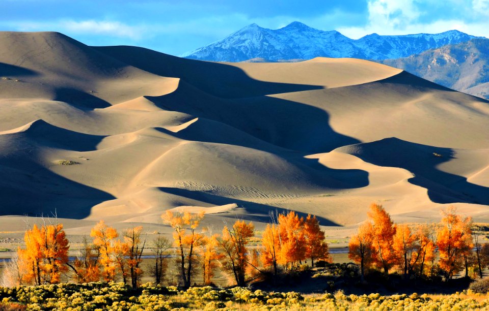 Gold Cottonwoods, Dune Shadows, and Cleveland Peak