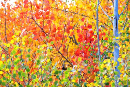 Raindrops on Green, Gold and Red Aspens photo