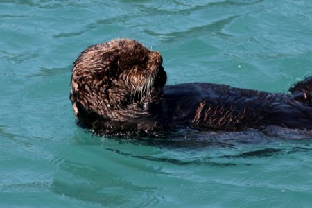 Sea otter