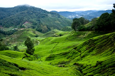 Cameron Highlands, Malaysia, 1/2013 photo