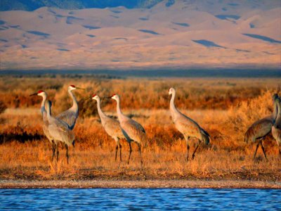 Sandhill Cranes Beside Wetland, Dunes in Background