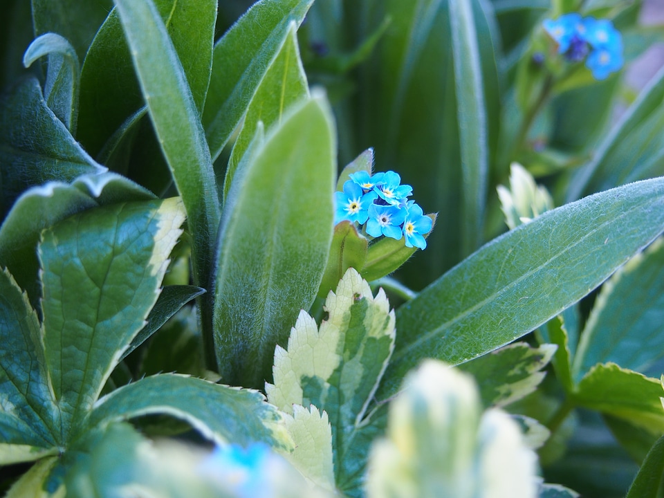 Blue flower macro flower