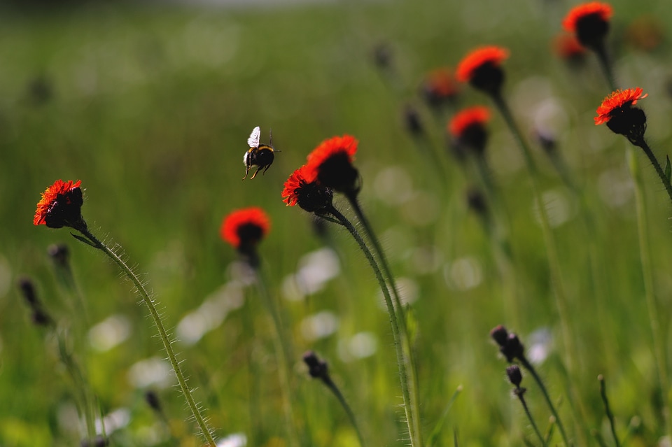 Insect nature red-green
