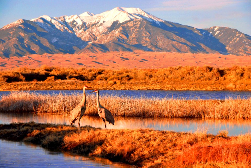 Pair of Sandhill Cranes in Wetland, Dunes and Mount Herard