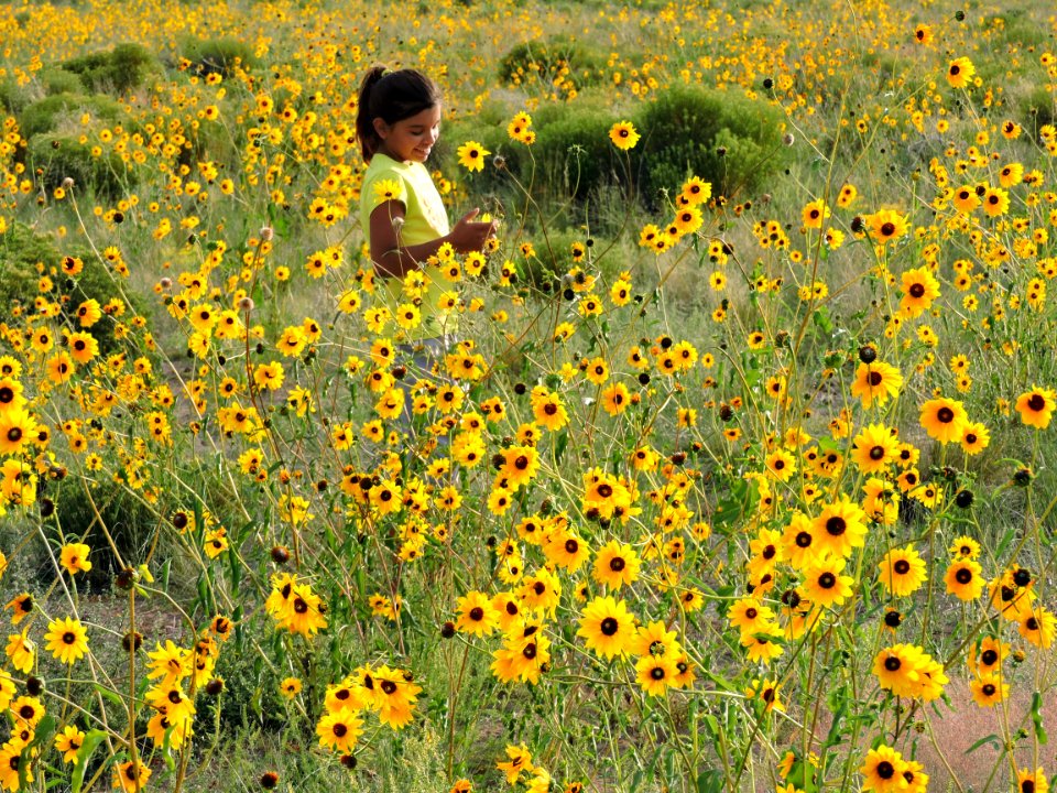 Girl in Sunflowers, August 2015