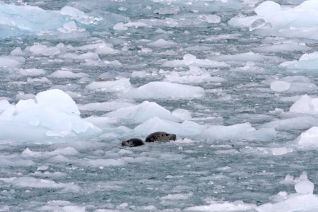 Harbor Seal and pup