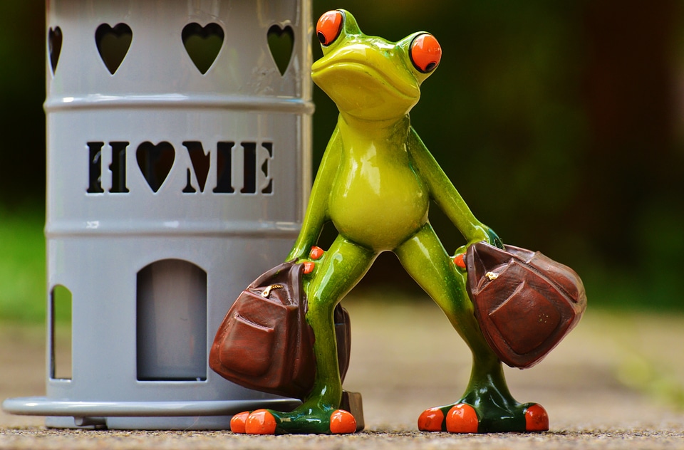 Frog cute decoration