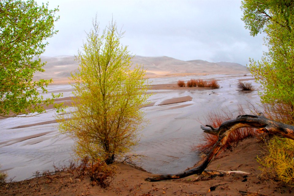 Medano Creek and Newly Leafed Cottonwoods in Rain