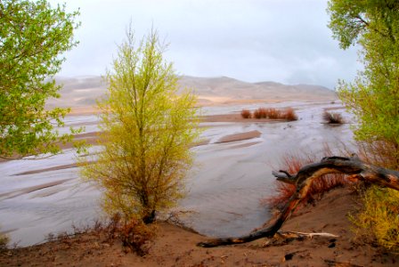 Medano Creek and Newly Leafed Cottonwoods in Rain