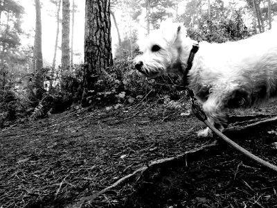 THE DOG IN THE WOODS photo