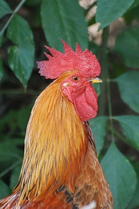 Cock animal nature photo