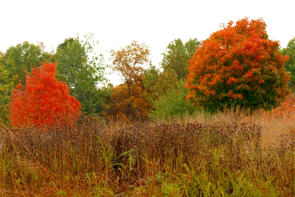 Fall Colors @ Boyds Maryland