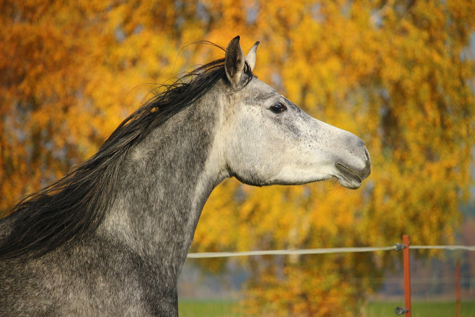 Horse head autumn mane