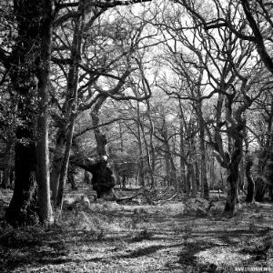 RAF Beaulieu And New Forest
