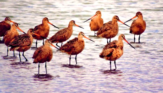 Marbled Godwits, Dunes and Mount Herard photo