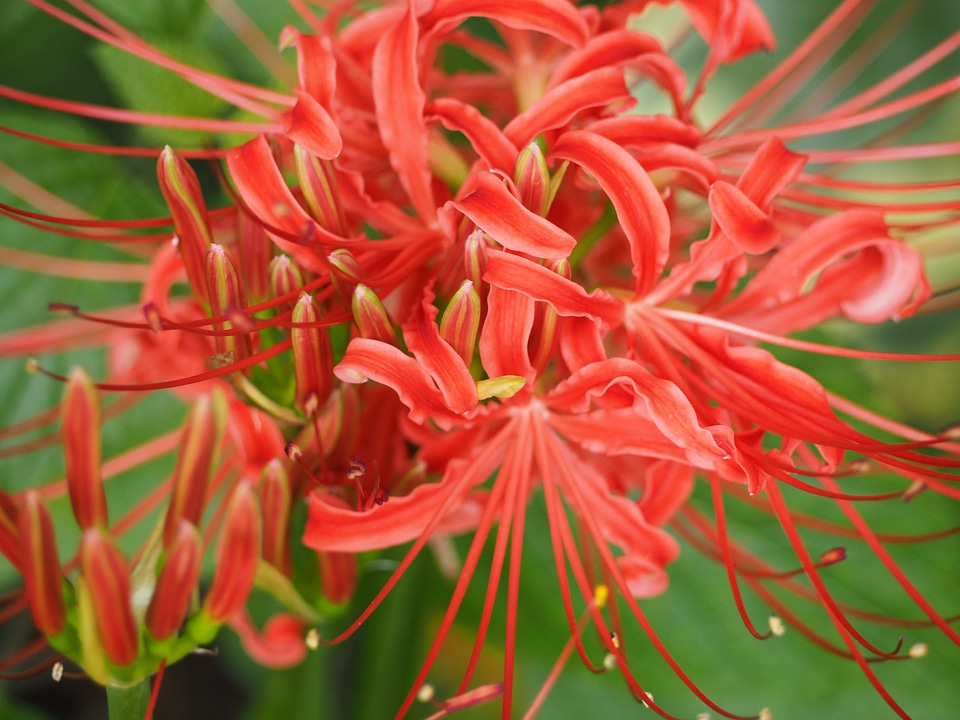 Red flowers plant autumn flowers