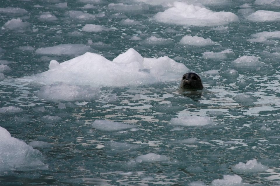 Harbor Seal