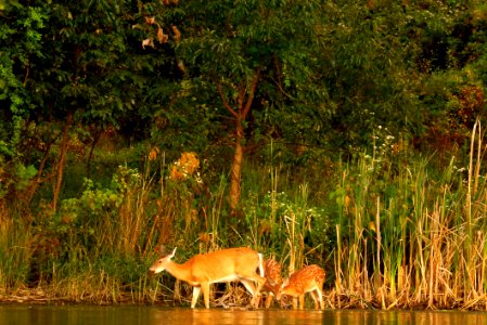 Deer Dinner and Libation - Saturday Evening - Boyds MD