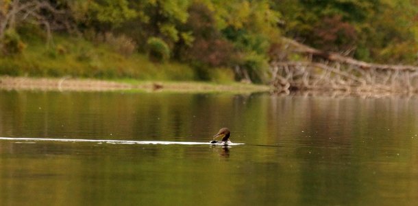 Cormorant taking a dip- Boyds MD
