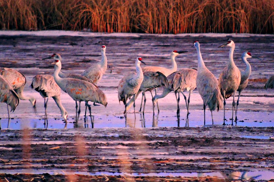 Sandhill Cranes in Shallow Water