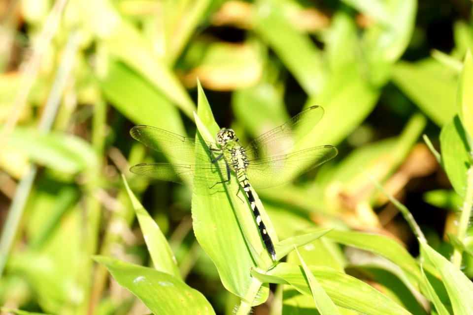 Erythemis simplicicollis - Eastern Pondhawk