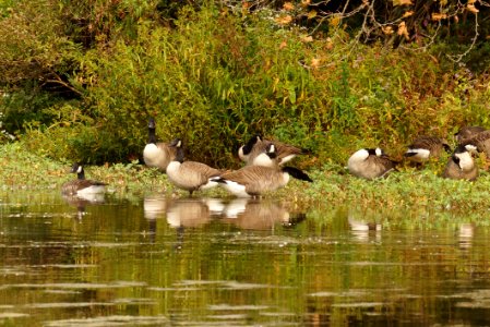 Canada Geese (Branta canadensis) - Goose Island Gunners Lake, Germantown MD photo