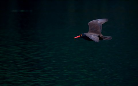 Black Oyster Catcher