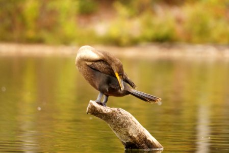 Double-crested Cormorant (Phalacrocorax auritus)- Boyds Maryland