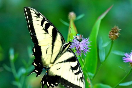 Sharing Nectar