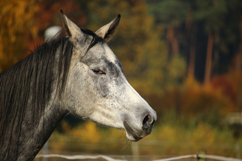Horse head autumn mane