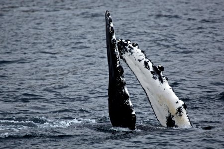 Humpback Whale photo