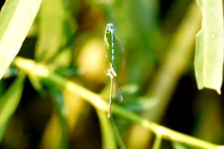 Damsels on a leaf