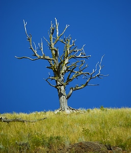 Nature landscape yellowstone