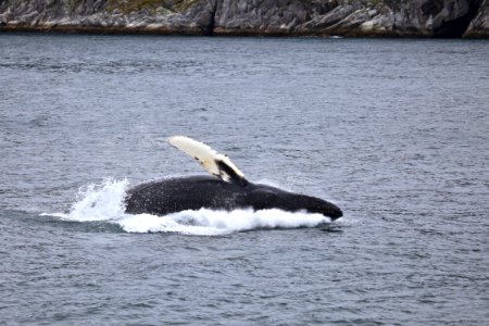 Humpback breaching