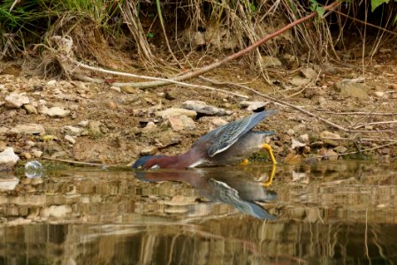 Green Heron (Butorides virescens) - Black Hill Regional Park photo