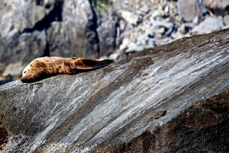 Steller Sea Lions photo