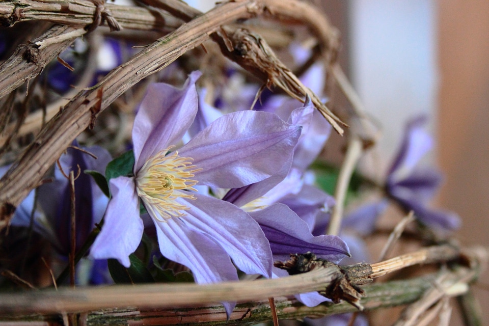 Purple blossom bloom