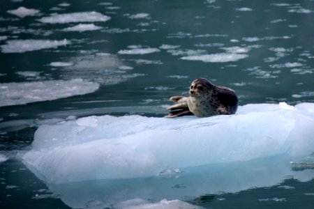 Harbor Seals