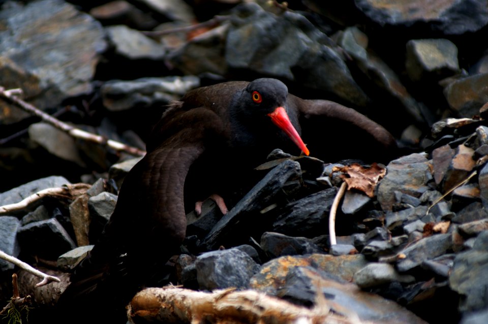 Black Oyster Catcher