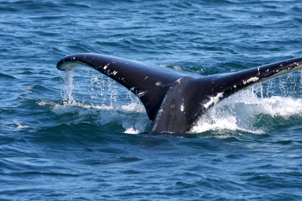 Humpback whale flukes