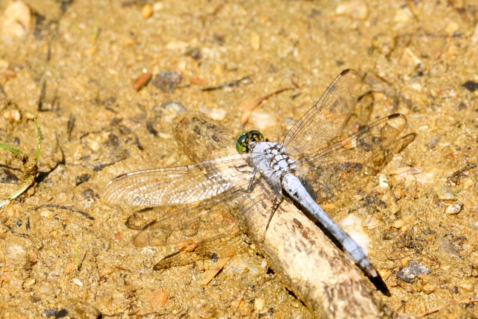 Eastern Pondhawk - Erythemis simplicicollis