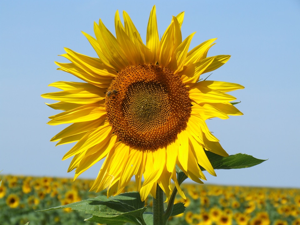 Yellow summer provence