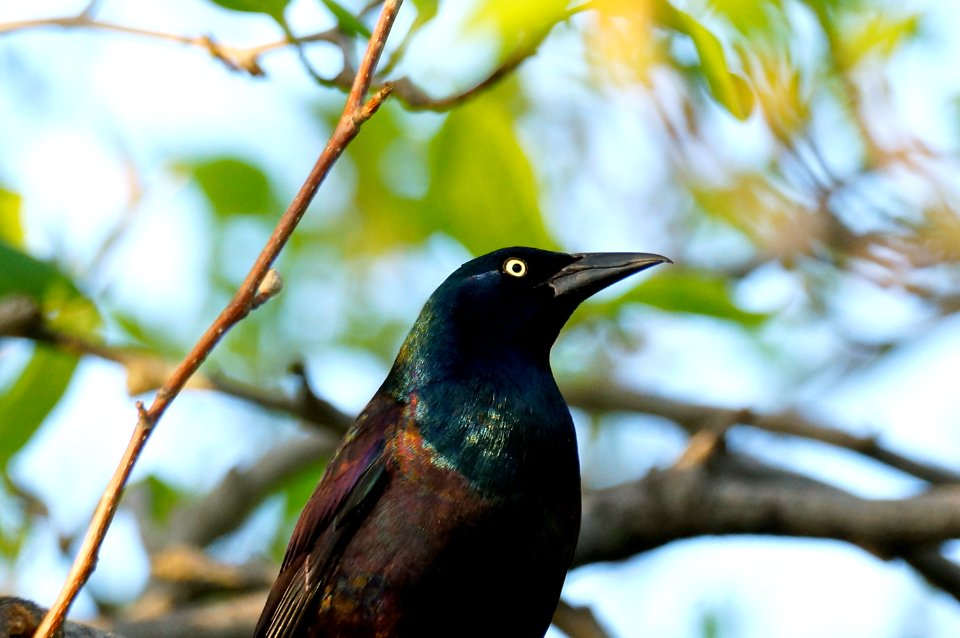 Common Grackle (Quiscalus Quiscula) @ The US Capitol Grounds