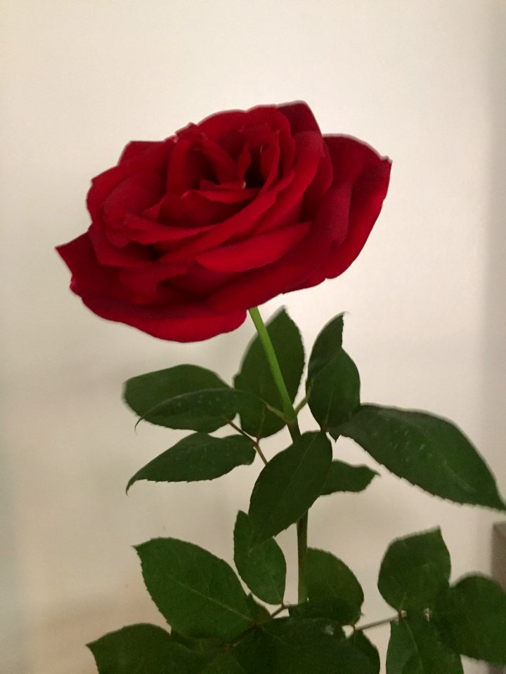 Perfect, Red Rose, Love