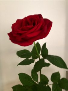 Perfect, Red Rose, Love